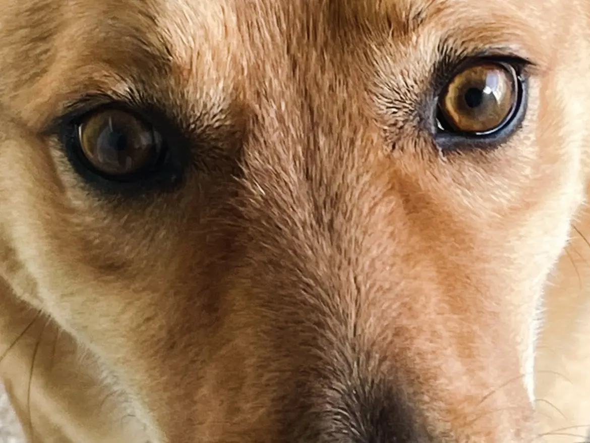 Adotta un cane, maschio, 5 anni e 6 mesi, Caserta