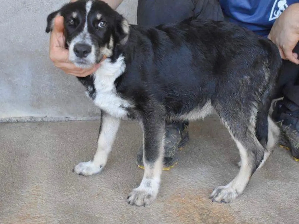 Adotta il cane Ralya a Roma