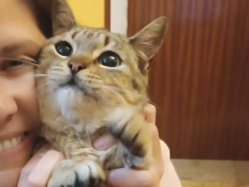 Adotta un gatto, taglia non valida, femmina, Vibo