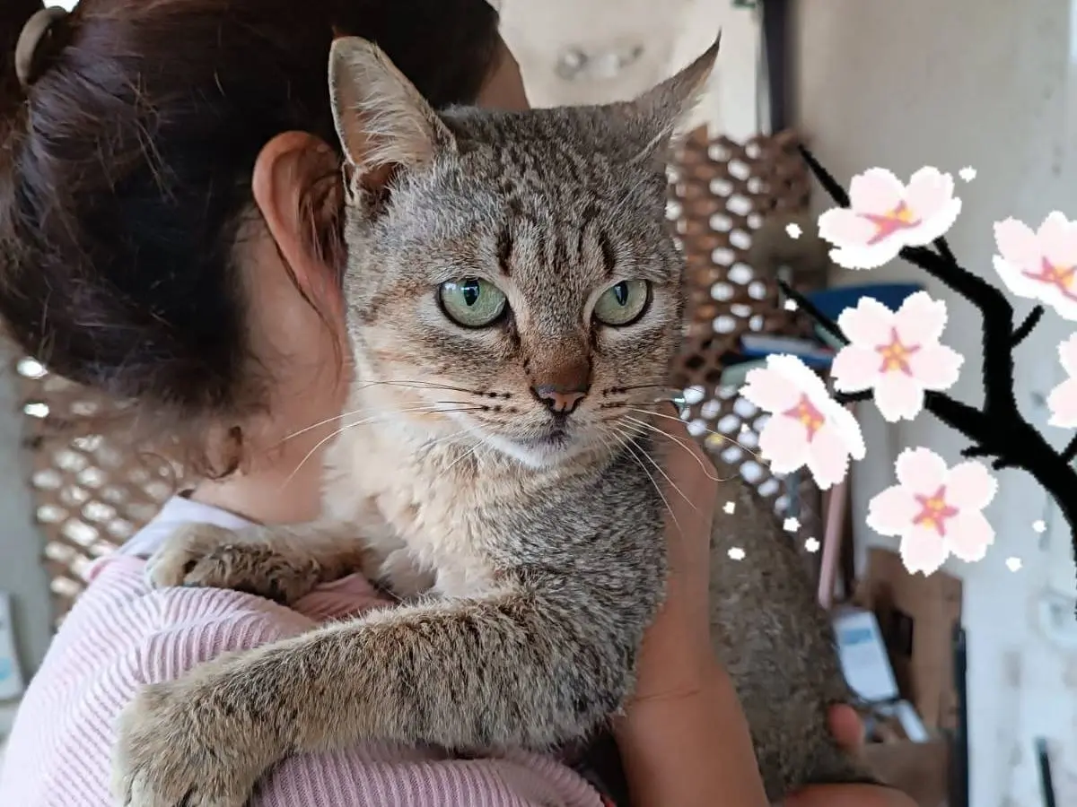 Adozione gatto, femmina, Razza sconosciuta Razza sconosciuta, 4 anni e 2 mesi, taglia non valida, Vibo
