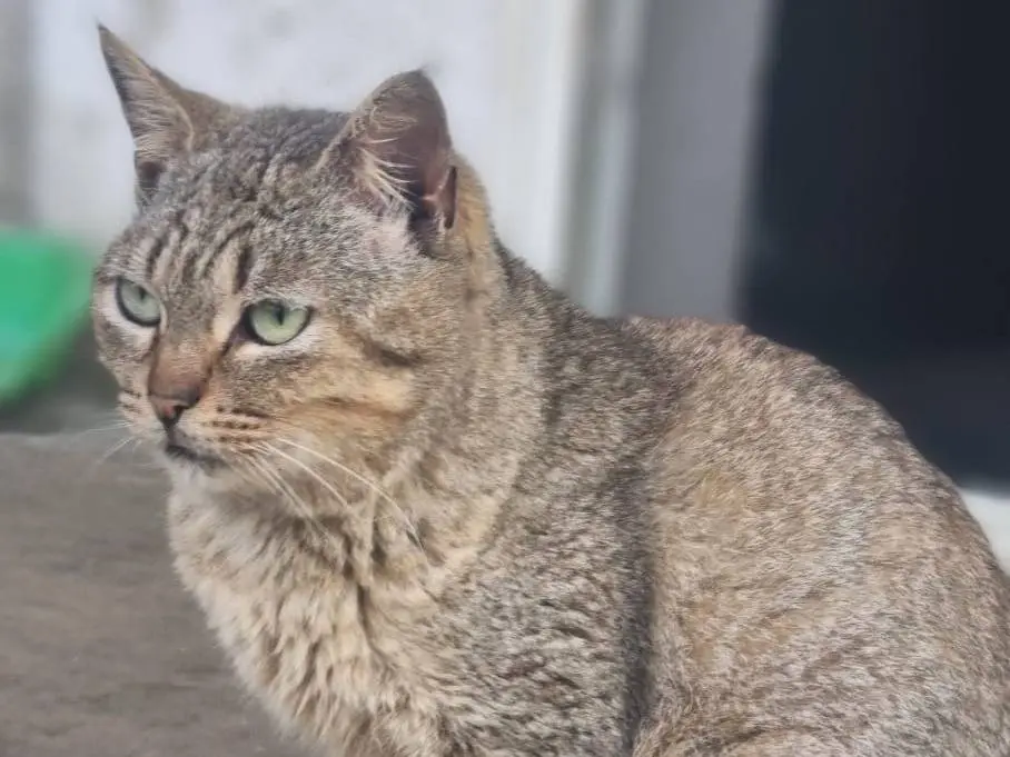 Adotta il gatto Micetta a Vibo