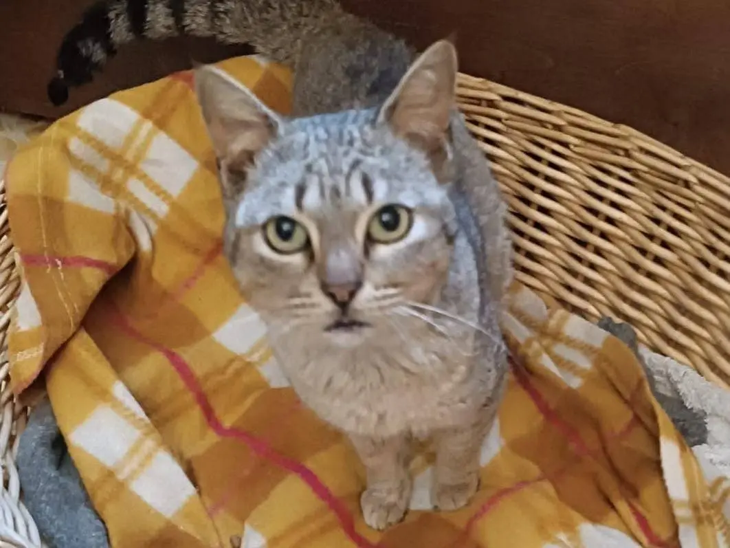 Adotta un gatto, femmina, 4 anni e 2 mesi, Vibo