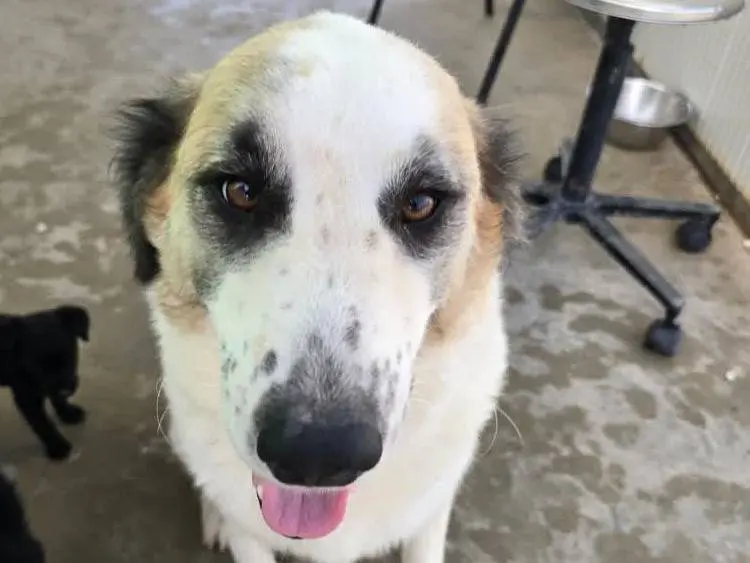 Adotta un cane, taglia grande, femmina, Padova