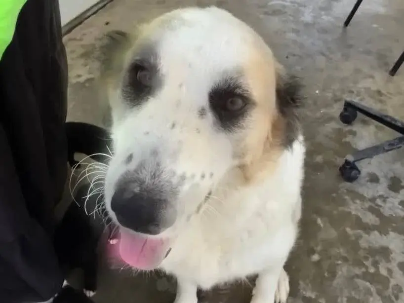 Adotta un cane, femmina, 1 anno e 9 mesi, Padova