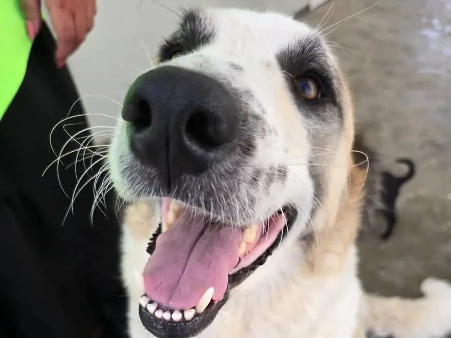 Adozione cane, femmina, Razza sconosciuta Razza sconosciuta, 1 anno e 9 mesi, taglia grande, Padova