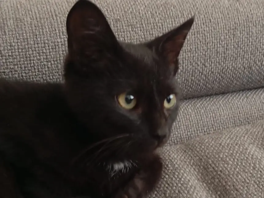 Vuoi adottare un gatto a Bari?