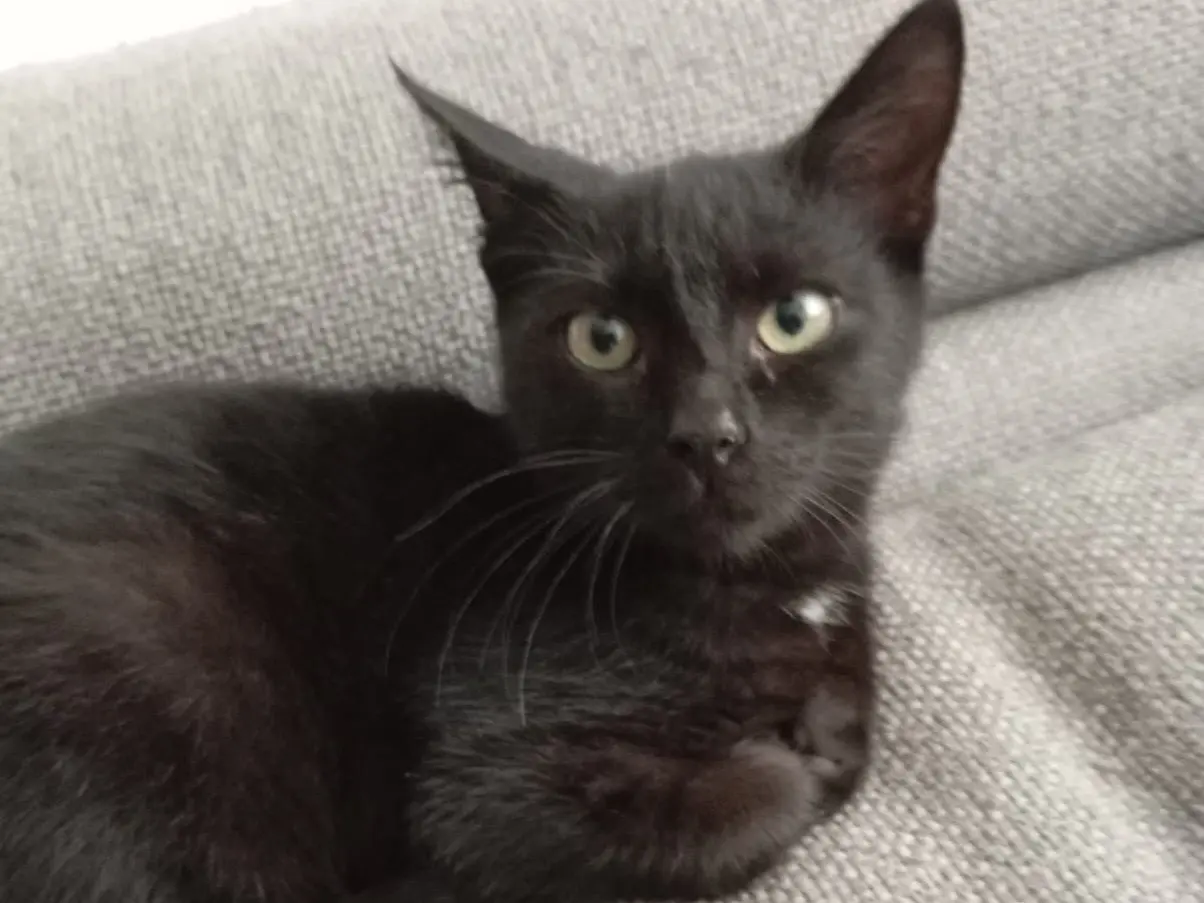 Adotta un gatto, taglia non valida, maschio, Bari