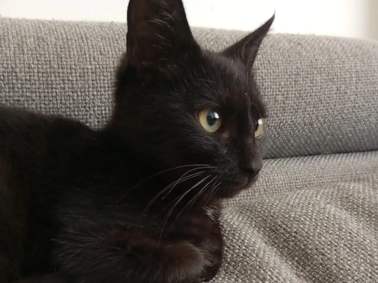 Adotta un gatto, maschio, 1 anno e 1 mese, Bari