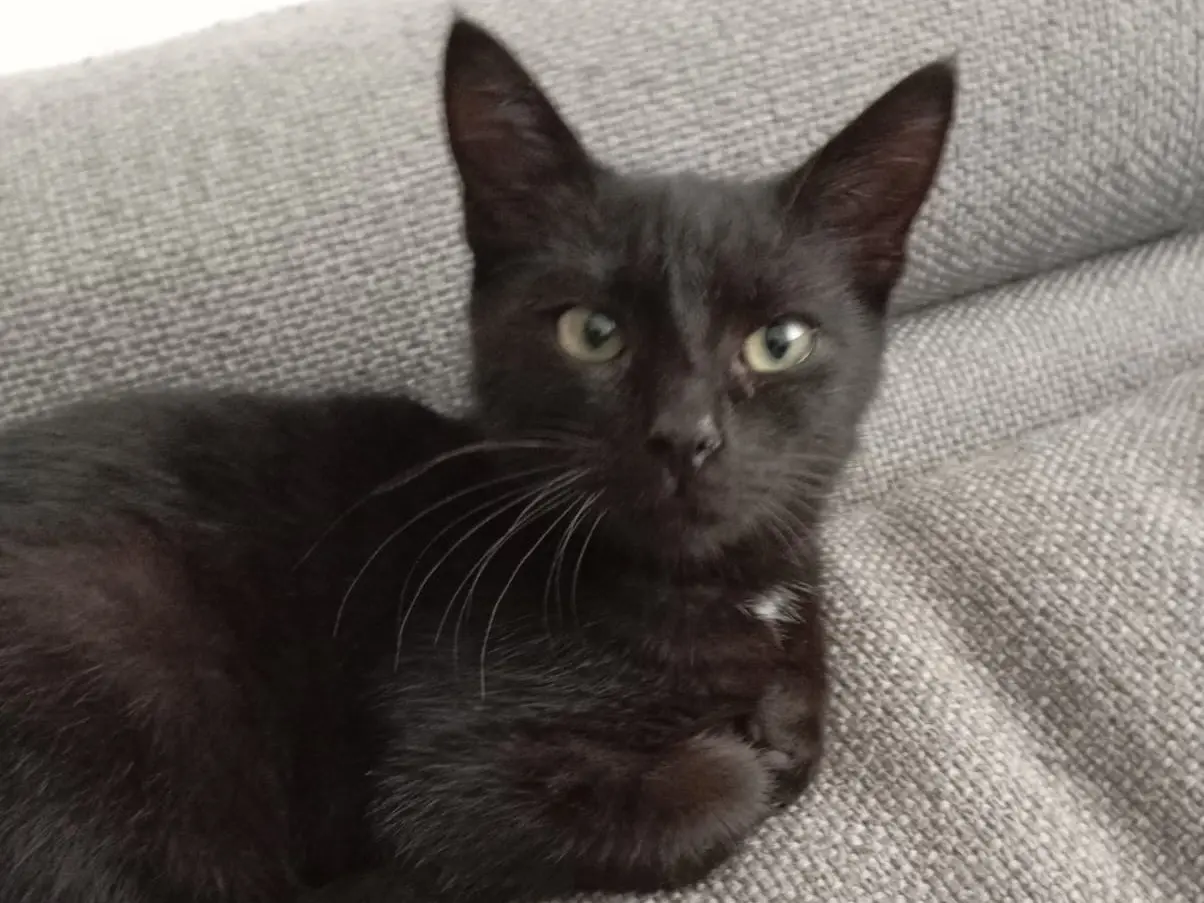 Adozione gatto, maschio, Razza sconosciuta Razza sconosciuta, 1 anno e 1 mese, taglia non valida, Bari