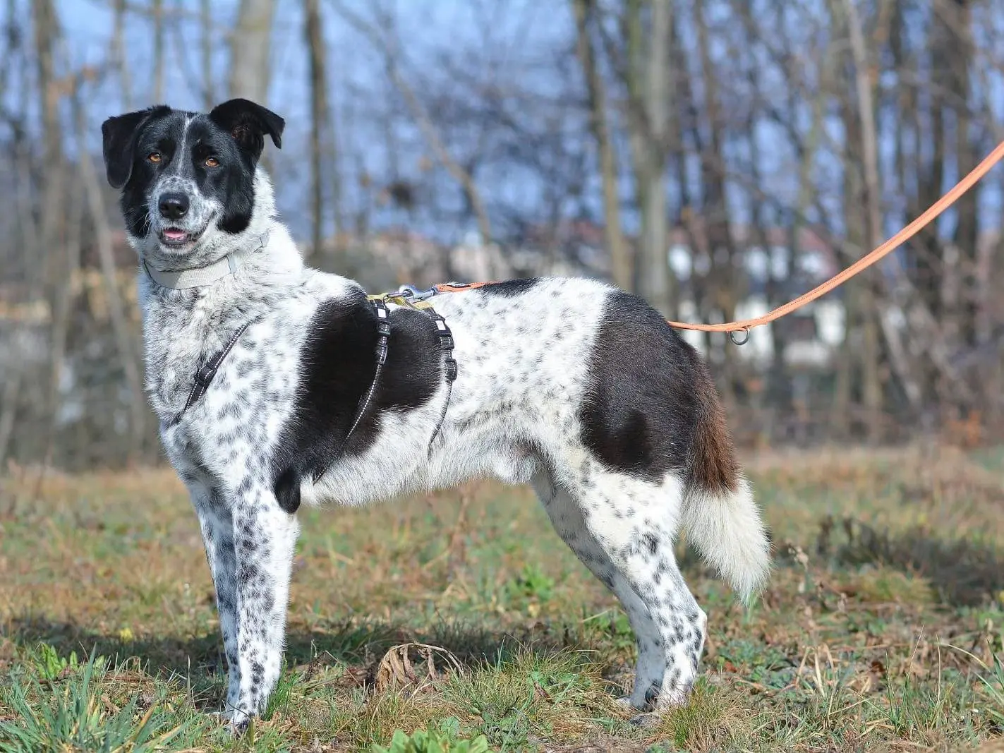 Adozione cane, maschio, meticcio, 8 anni e 2 mesi, taglia media, Como