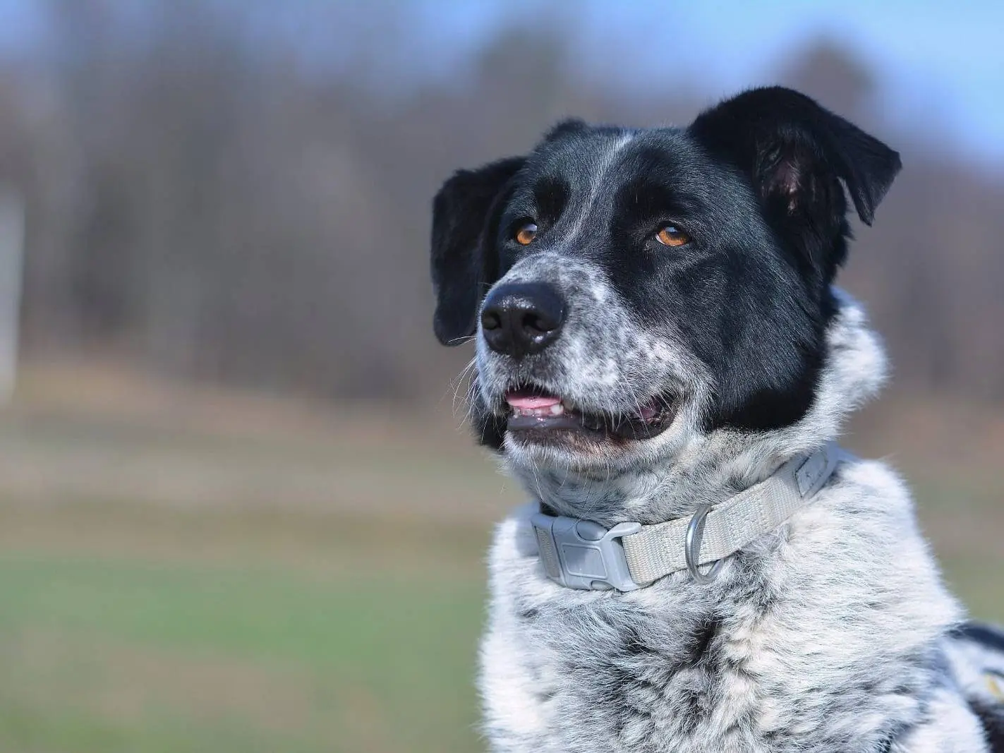 Adotta un cane, maschio, 8 anni e 2 mesi, Como