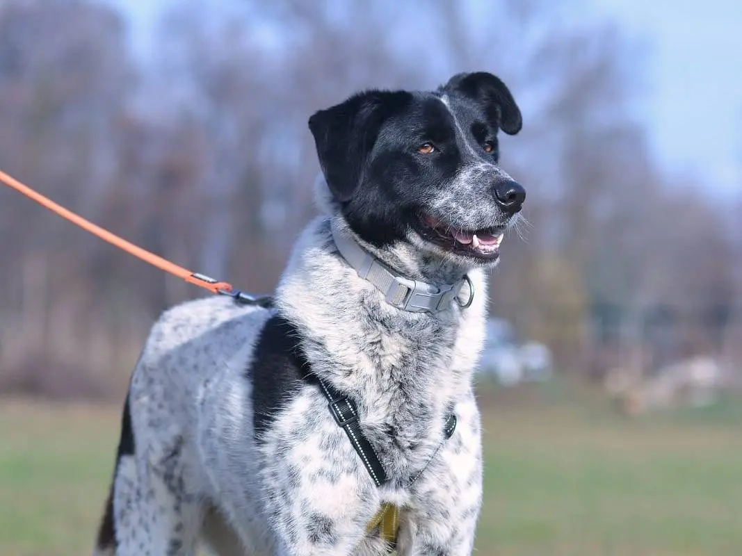 Adotta un cane, taglia media, maschio, Como