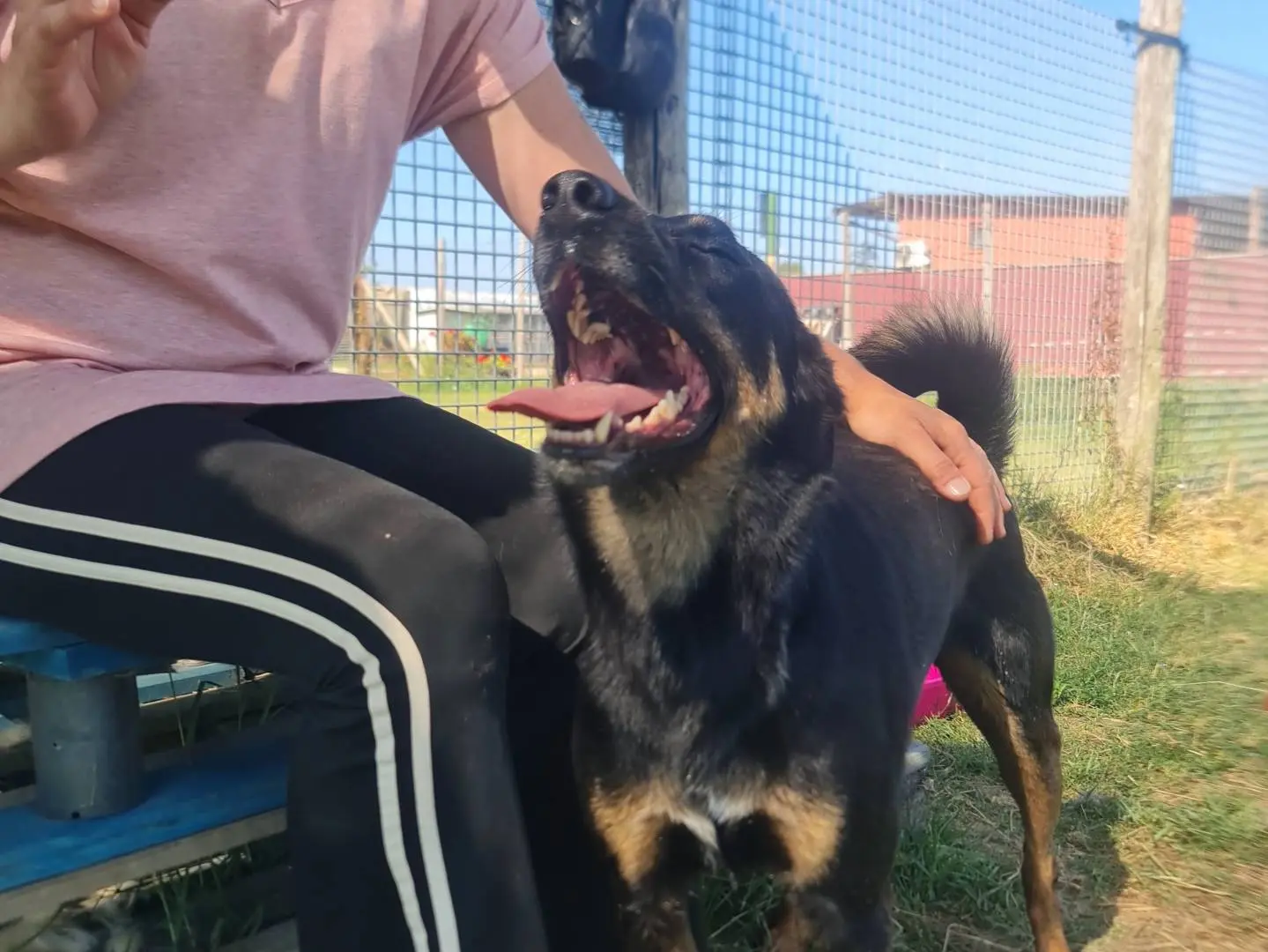 Adotta un cane, maschio, 4 anni e 4 mesi, Latina