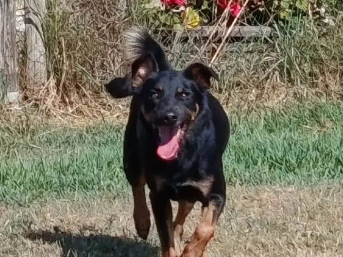 Adozione cane, maschio, Razza sconosciuta Pinscher, 4 anni e 4 mesi, taglia media contenuta, Latina