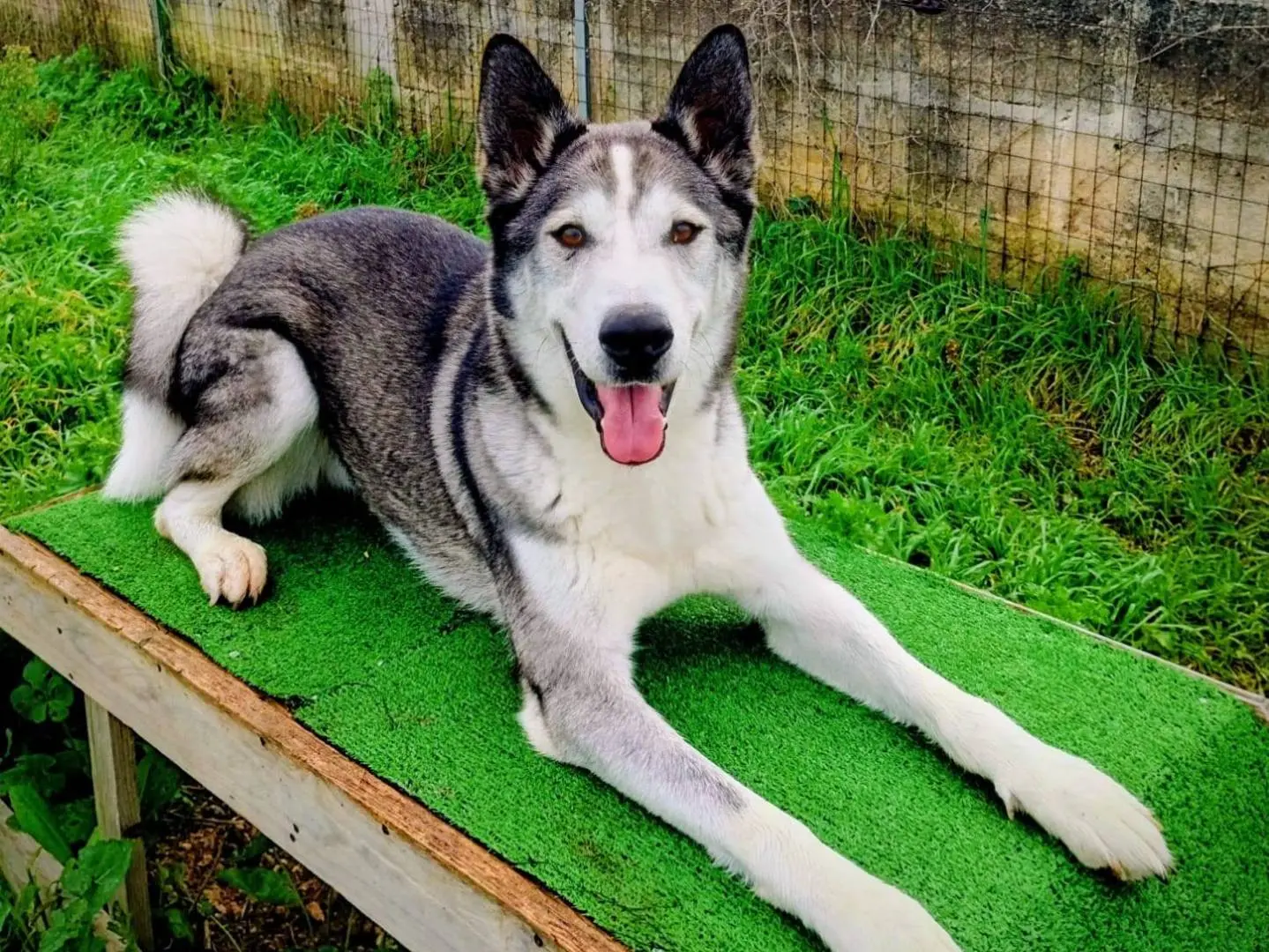 Adozione cane, maschio, Siberian Husky Siberian Husky, 2 anni e 4 mesi, taglia grande, Taranto