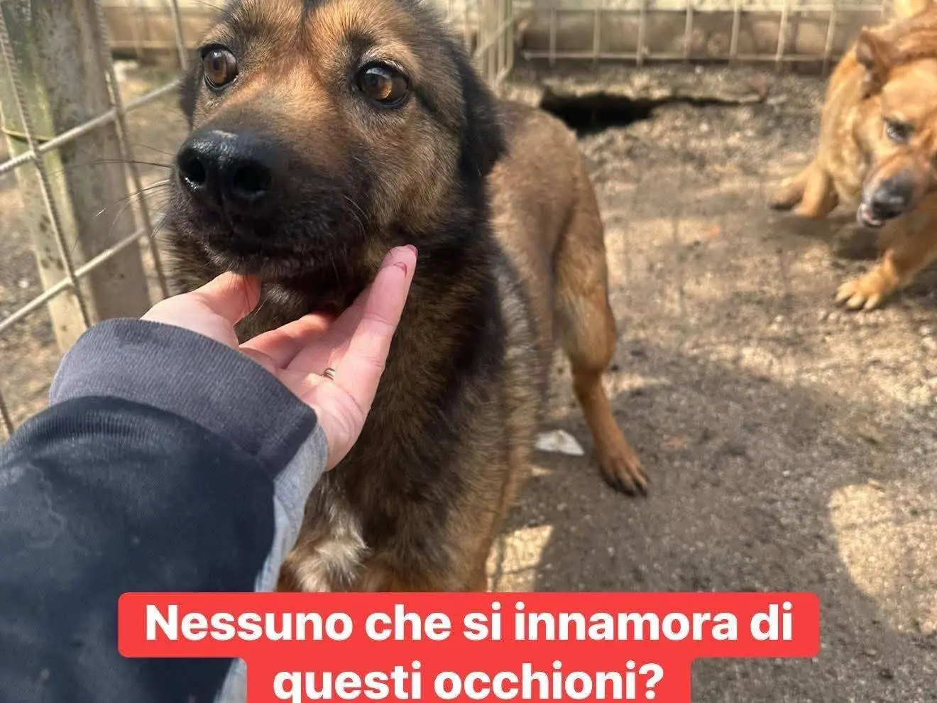 Adotta un cane, maschio, 4 anni e 10 mesi, Avellino