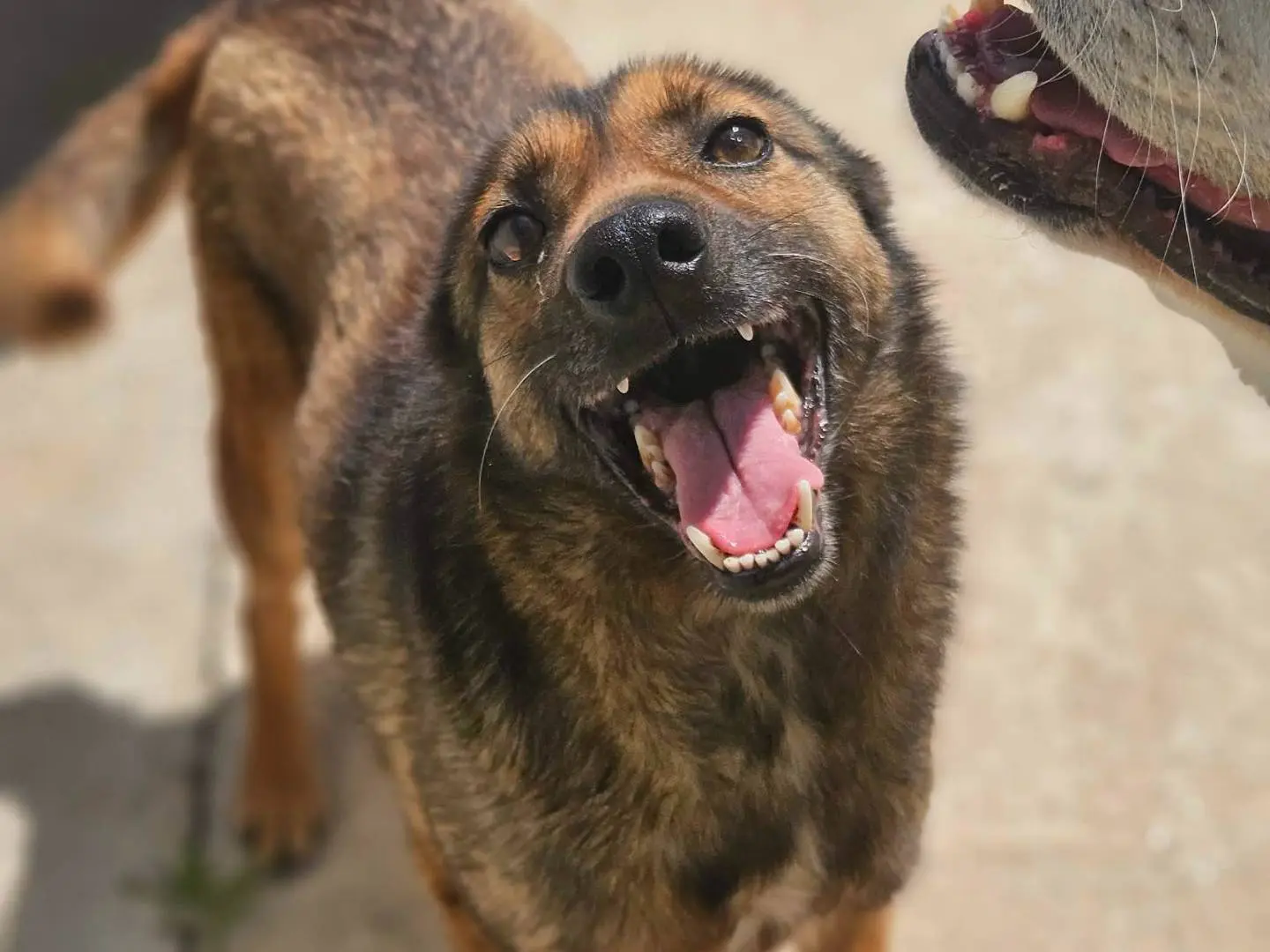 Adozione cane, maschio, Razza sconosciuta Razza sconosciuta, 4 anni e 10 mesi, taglia piccola, Avellino
