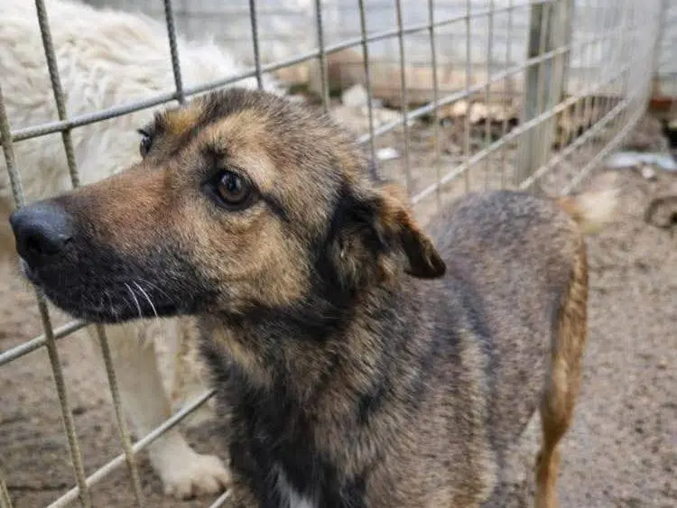 Adotta un cane, taglia piccola, maschio, Avellino