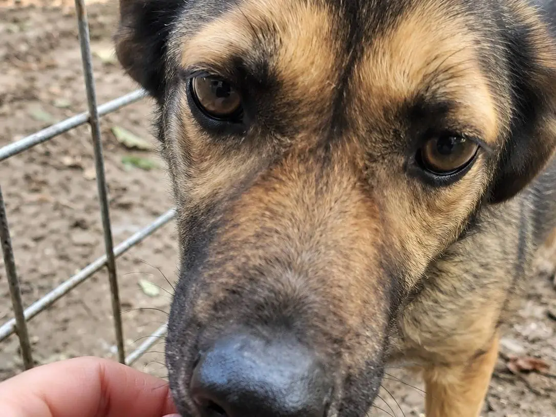 Vuoi adottare un cane a Avellino?