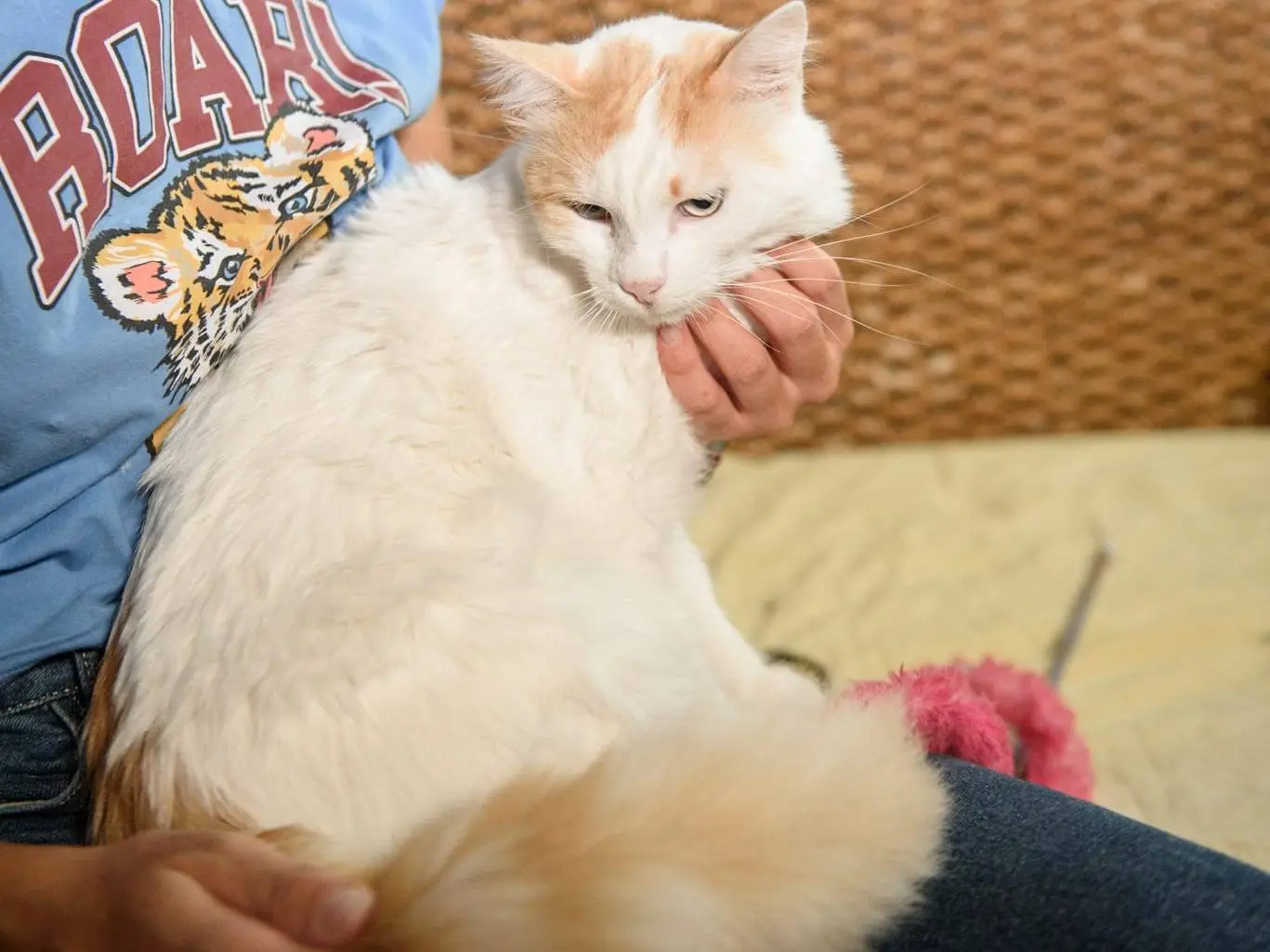 Adozione gatto, maschio, Razza sconosciuta Razza sconosciuta, 9 mesi, taglia non valida, Genova