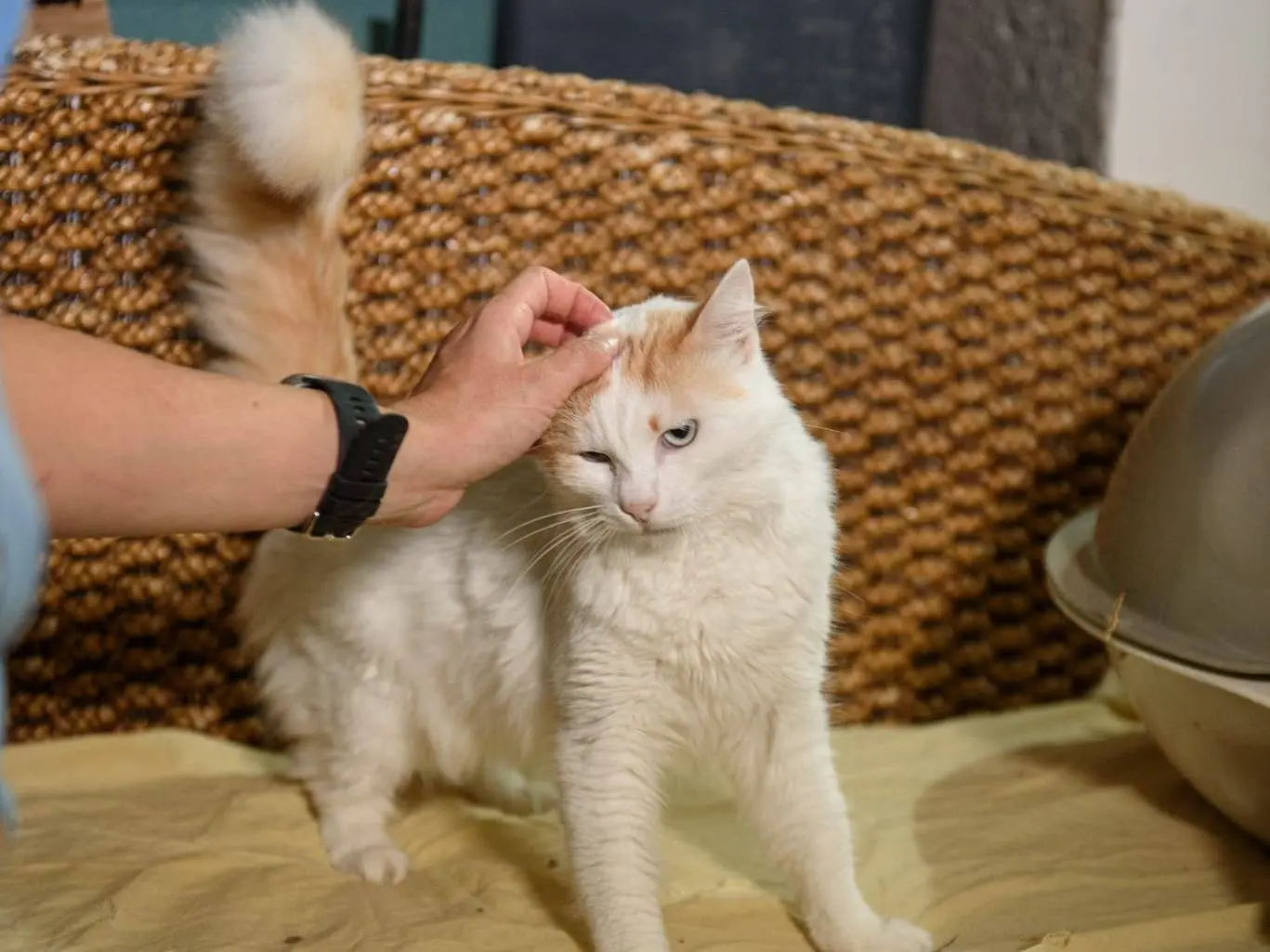 Adotta un gatto, taglia non valida, maschio, Genova