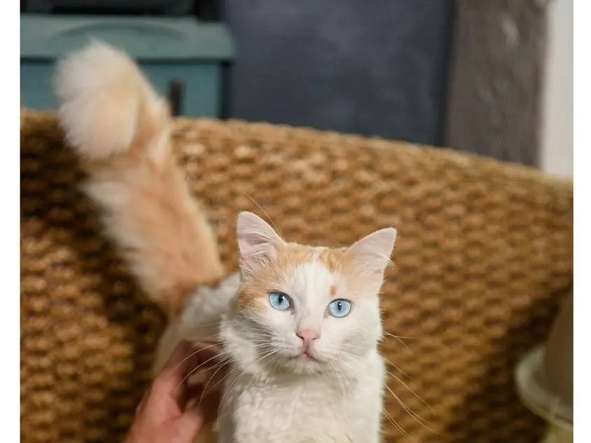 Vuoi adottare un gatto a Genova?