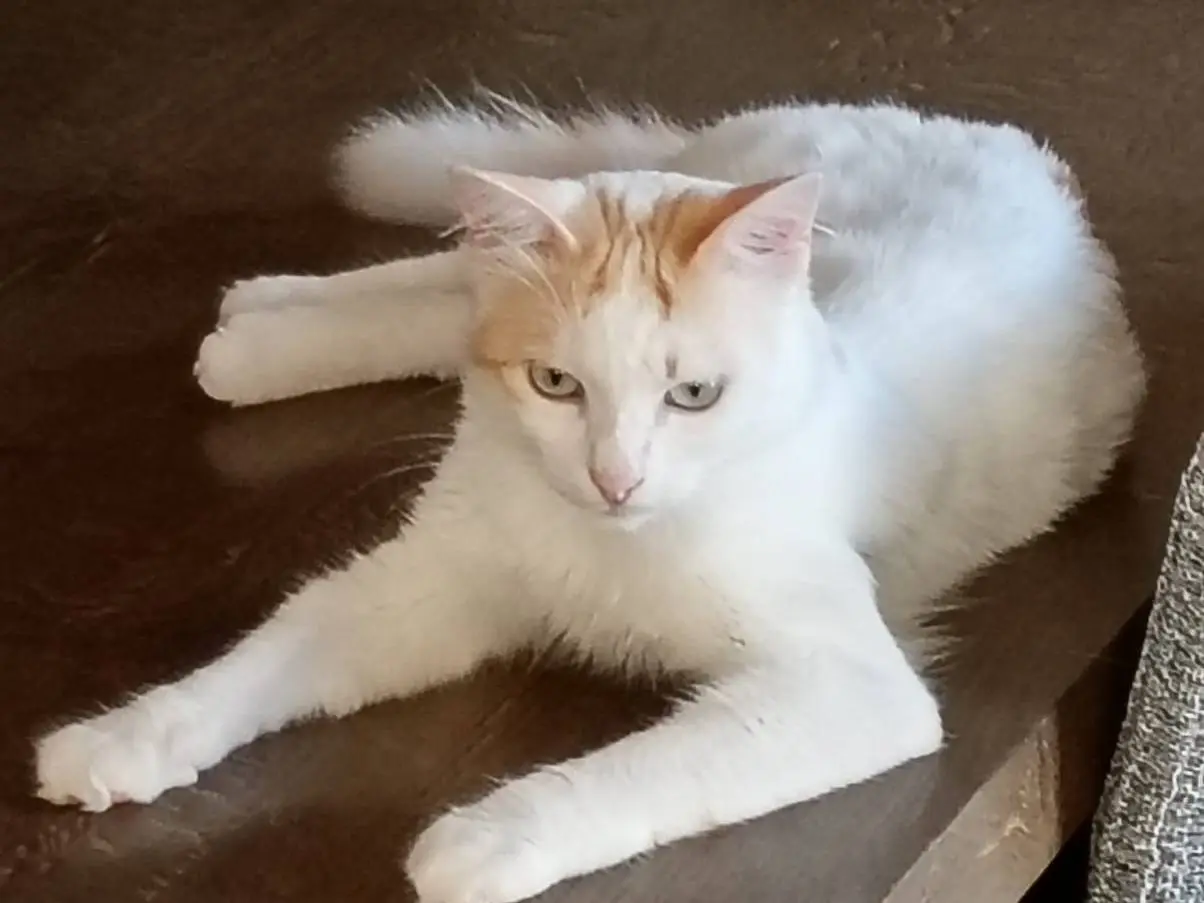 Adotta il gatto White a Genova