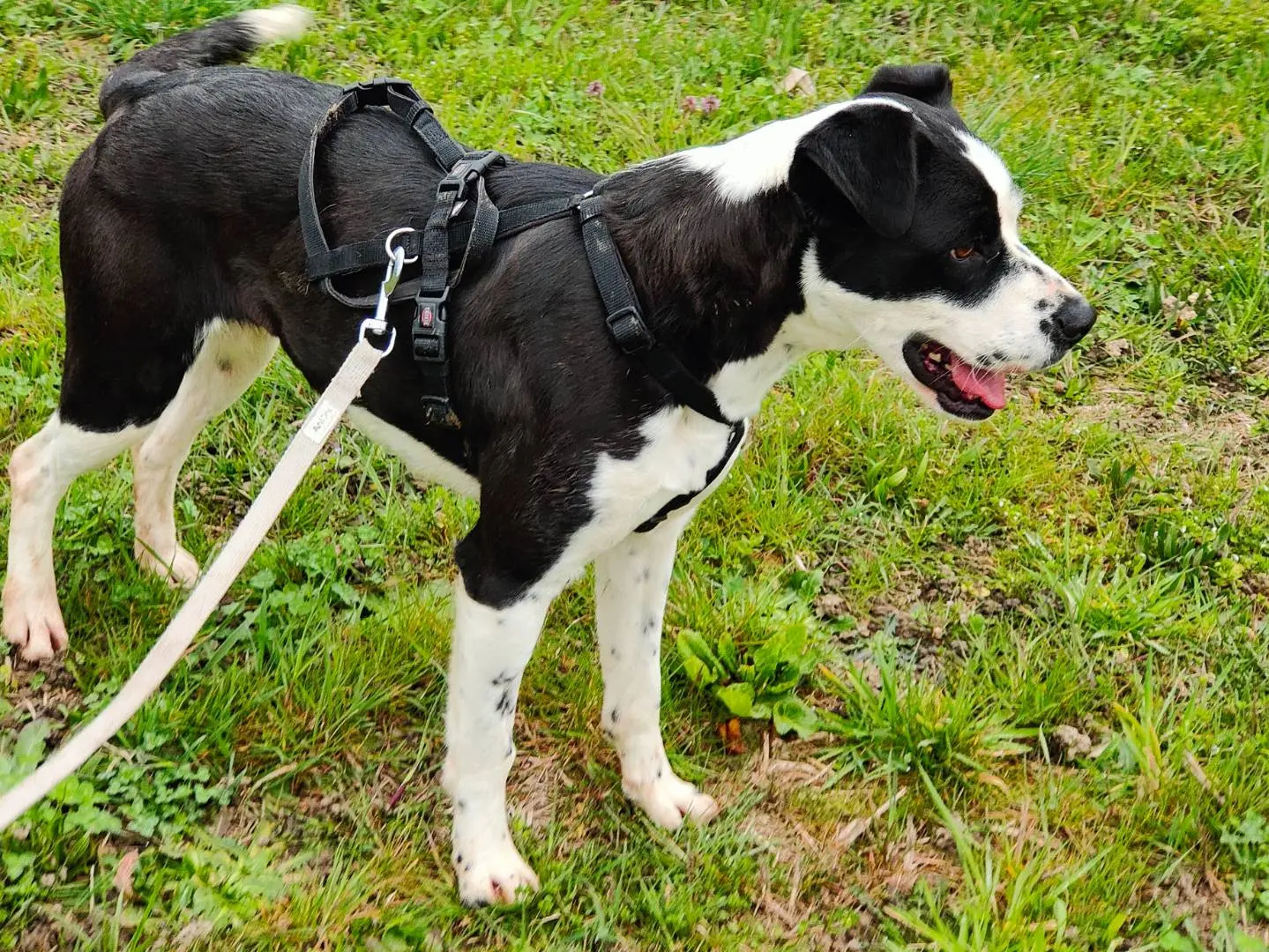 Adotta un cane, taglia media, femmina, Cuneo