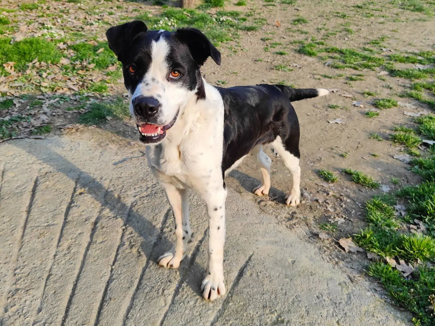 Adotta il cane Rudy a Cuneo