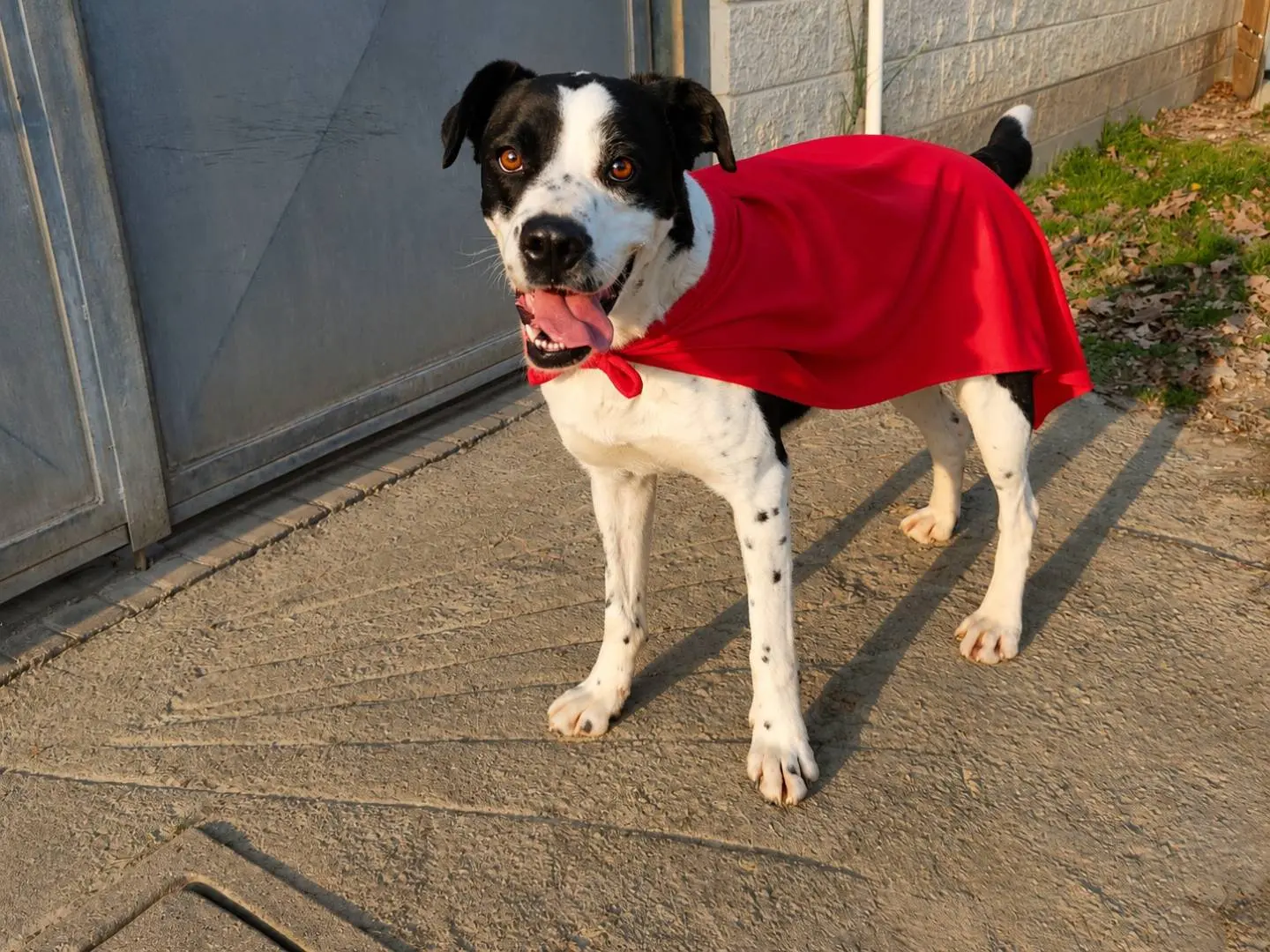 Adozione cane, femmina, Boxer Razza sconosciuta, 1 anno e 5 mesi, taglia media, Cuneo