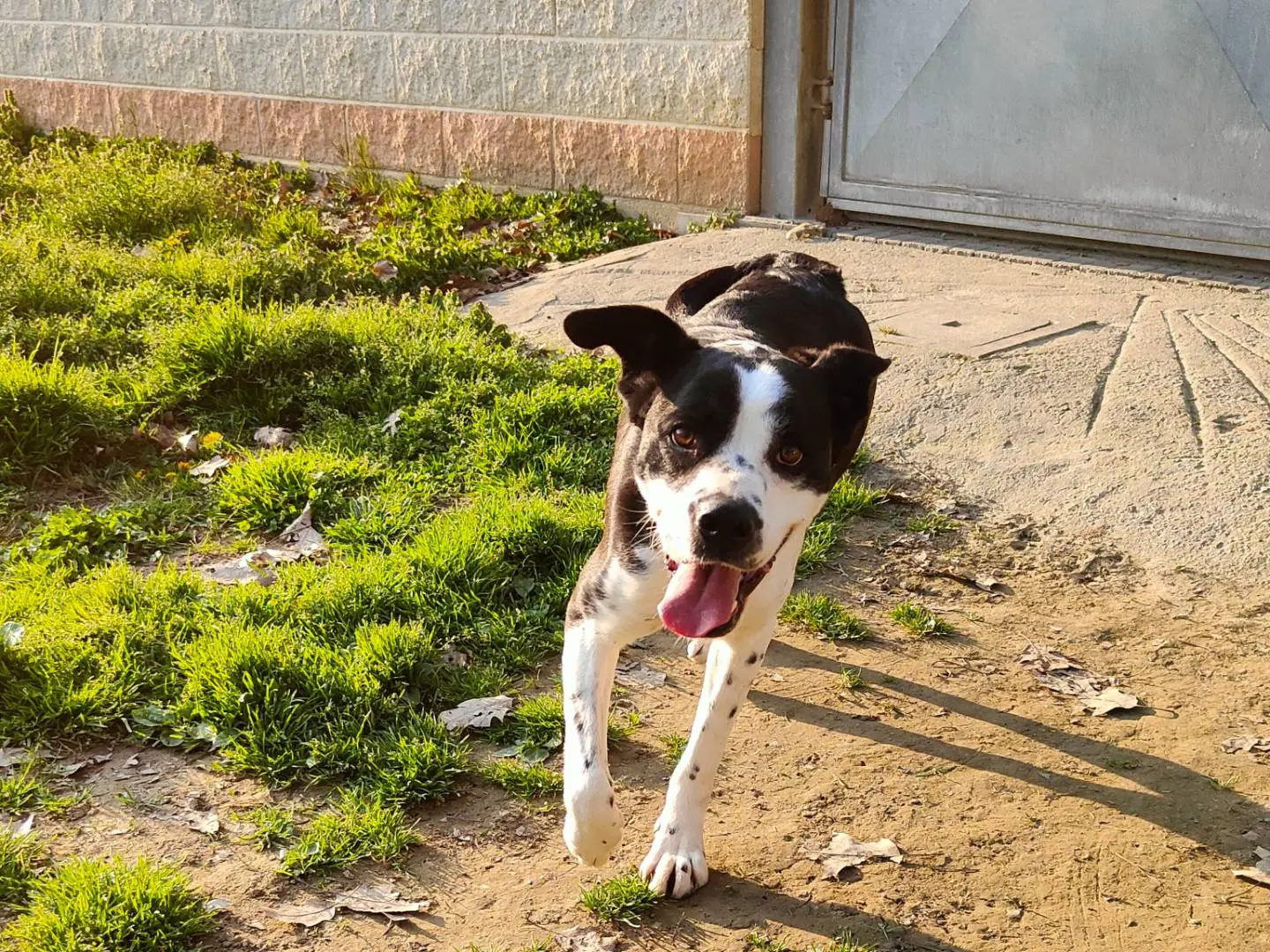 Vuoi adottare un cane a Cuneo?