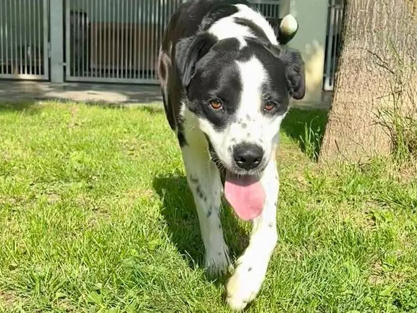 Adotta un cane, femmina, 1 anno e 5 mesi, Cuneo
