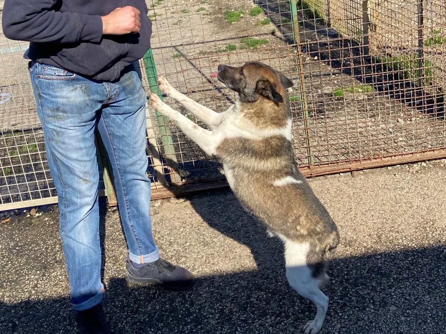Adotta un cane, maschio, 10 anni e 1 mese, Caserta