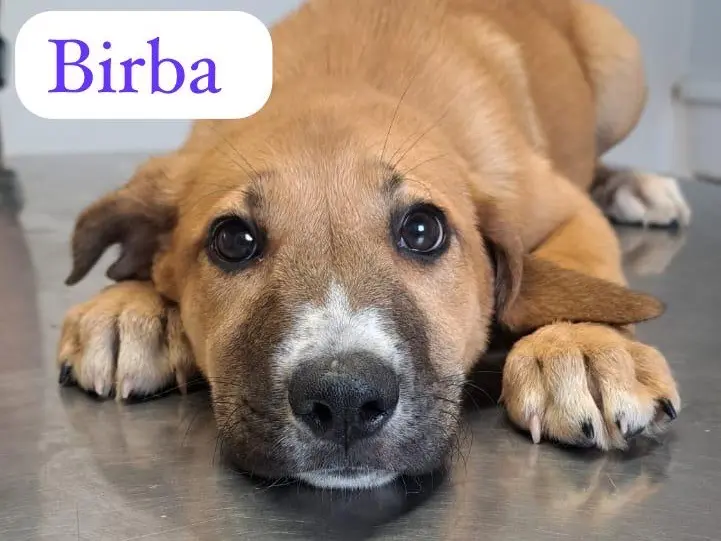 Adozione cane, femmina, Razza sconosciuta Razza sconosciuta, 1 anno e 7 mesi, taglia media, Ragusa