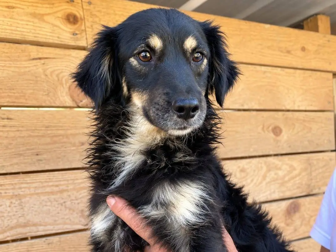 Adotta un cane, maschio, 2 anni e 2 mesi, Udine