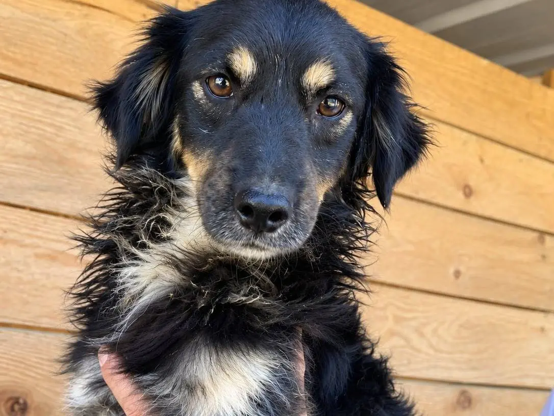Adozione cane, maschio, Razza sconosciuta Razza sconosciuta, 2 anni e 2 mesi, taglia piccola, Udine