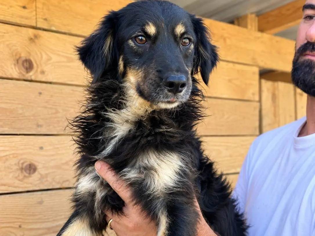Adotta un cane, taglia piccola, maschio, Udine