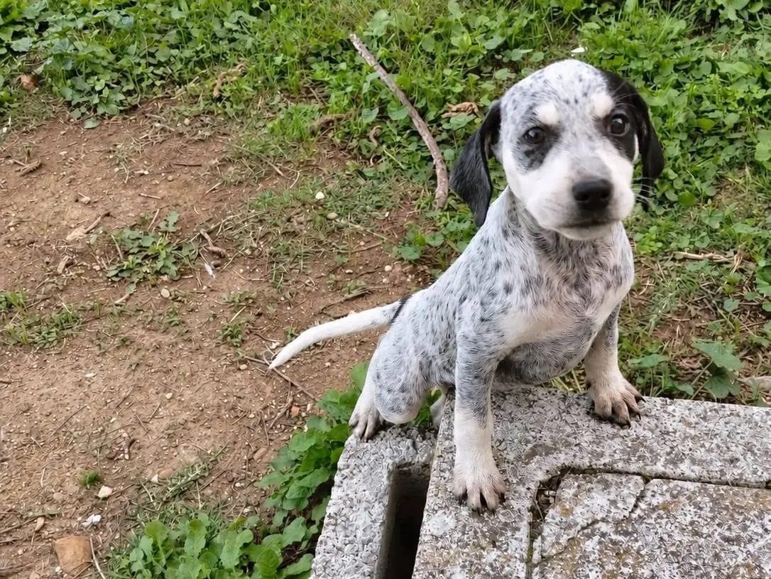 Adozione cane, femmina, Razza sconosciuta Razza sconosciuta, 1 anno e 2 mesi, taglia media contenuta, Benevento