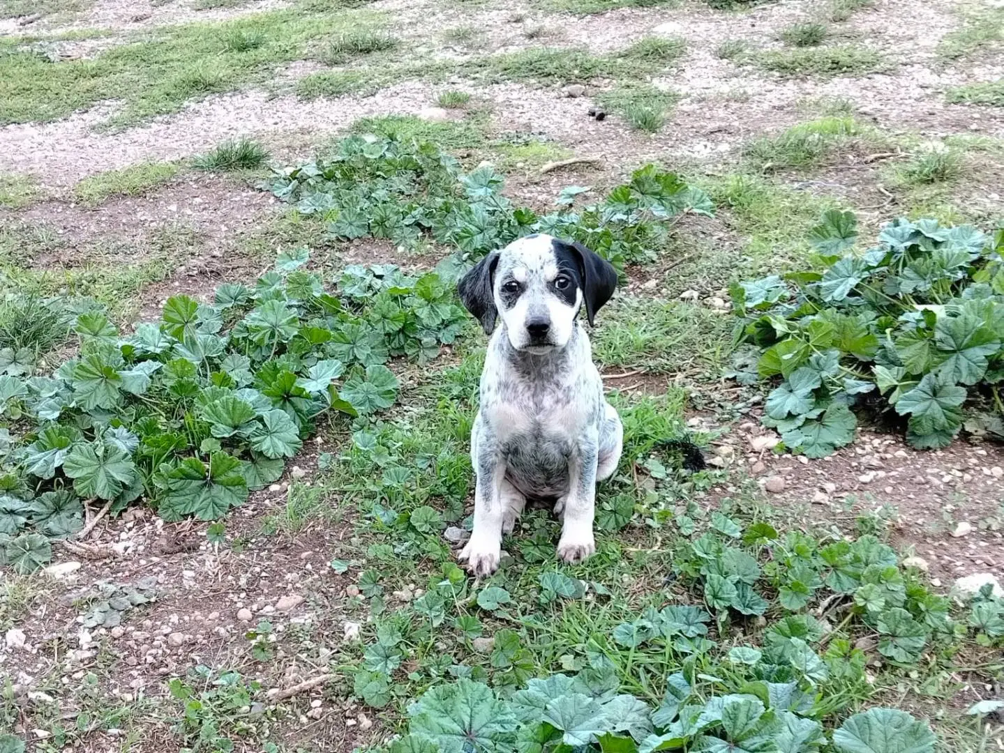 Adotta un cane, femmina, 1 anno e 2 mesi, Benevento