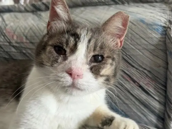 Adozione gatto, femmina, Razza sconosciuta Razza sconosciuta, 1 anno e 6 mesi, taglia non valida, Arezzo