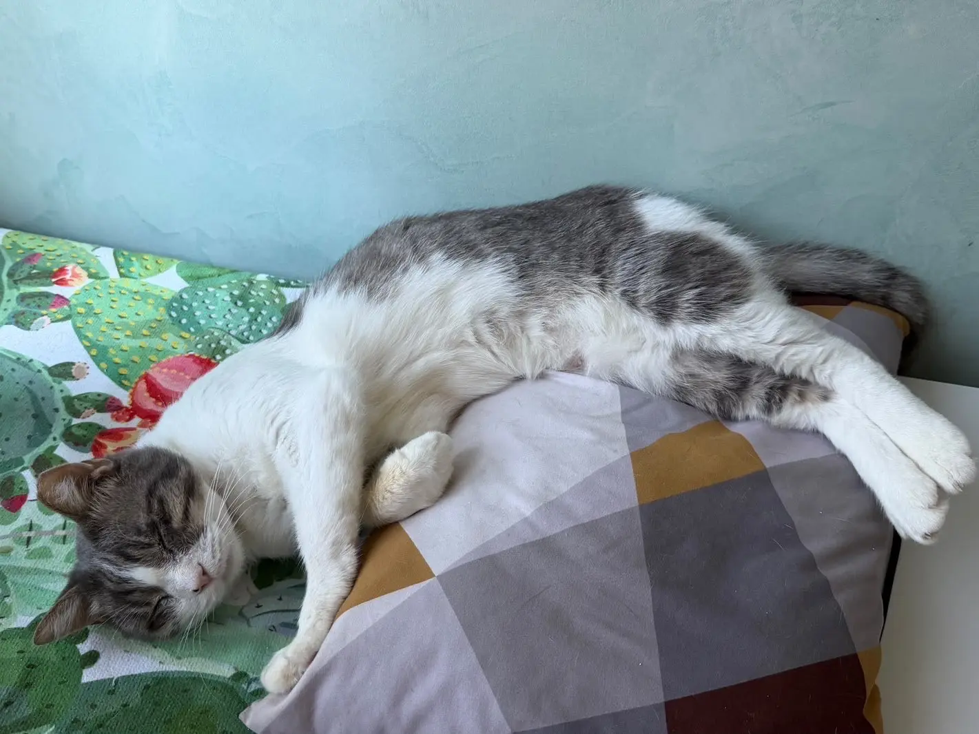 Adotta un gatto, femmina, 1 anno e 6 mesi, Arezzo