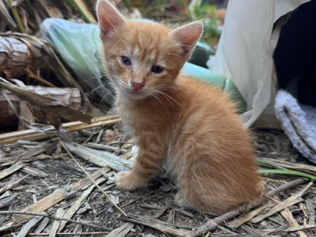 Adozione gatto, maschio, Razza sconosciuta Razza sconosciuta, 1 anno e 5 mesi, taglia non valida, Napoli