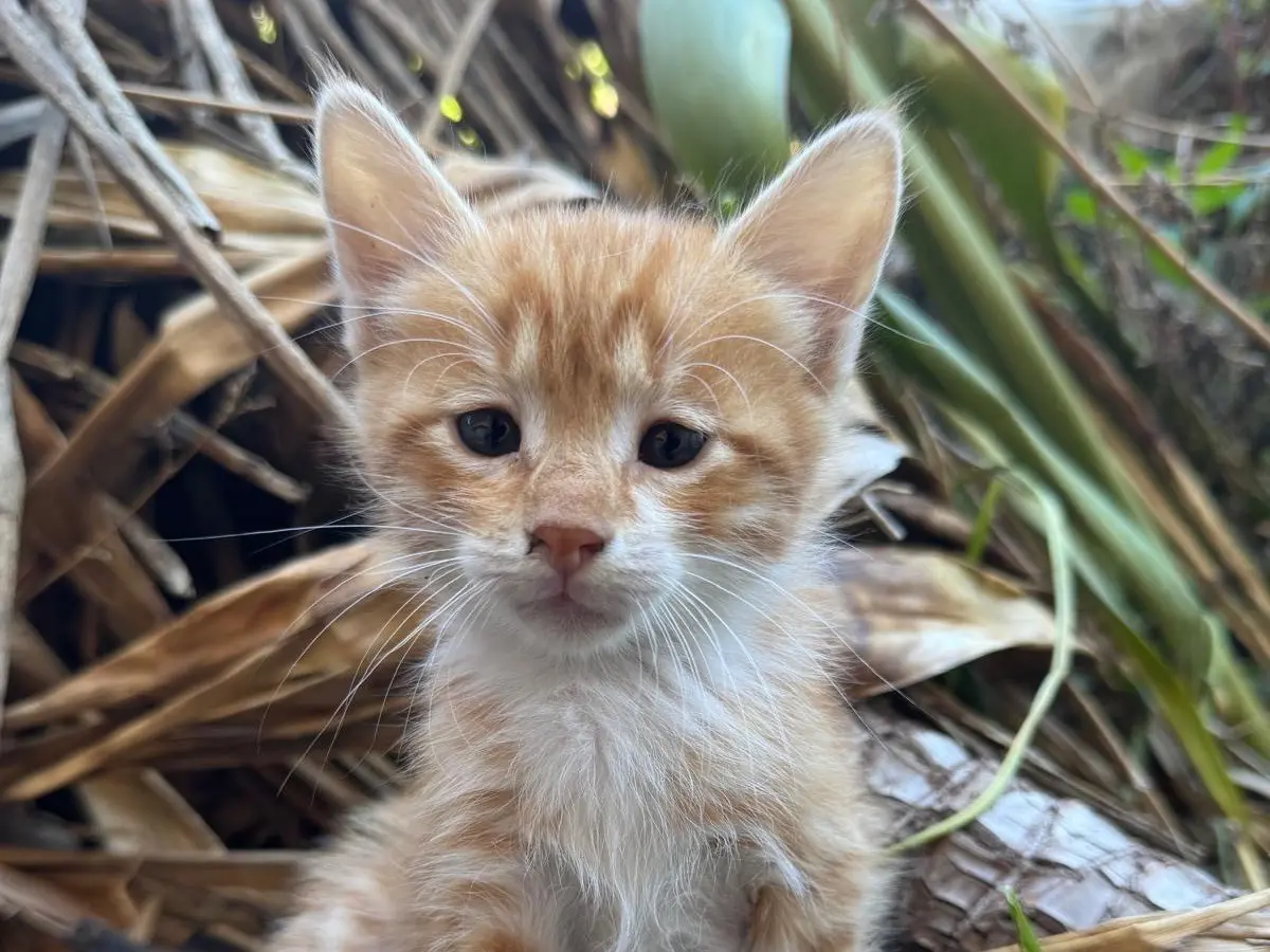 Adotta un gatto, maschio, 1 anno e 5 mesi, Napoli