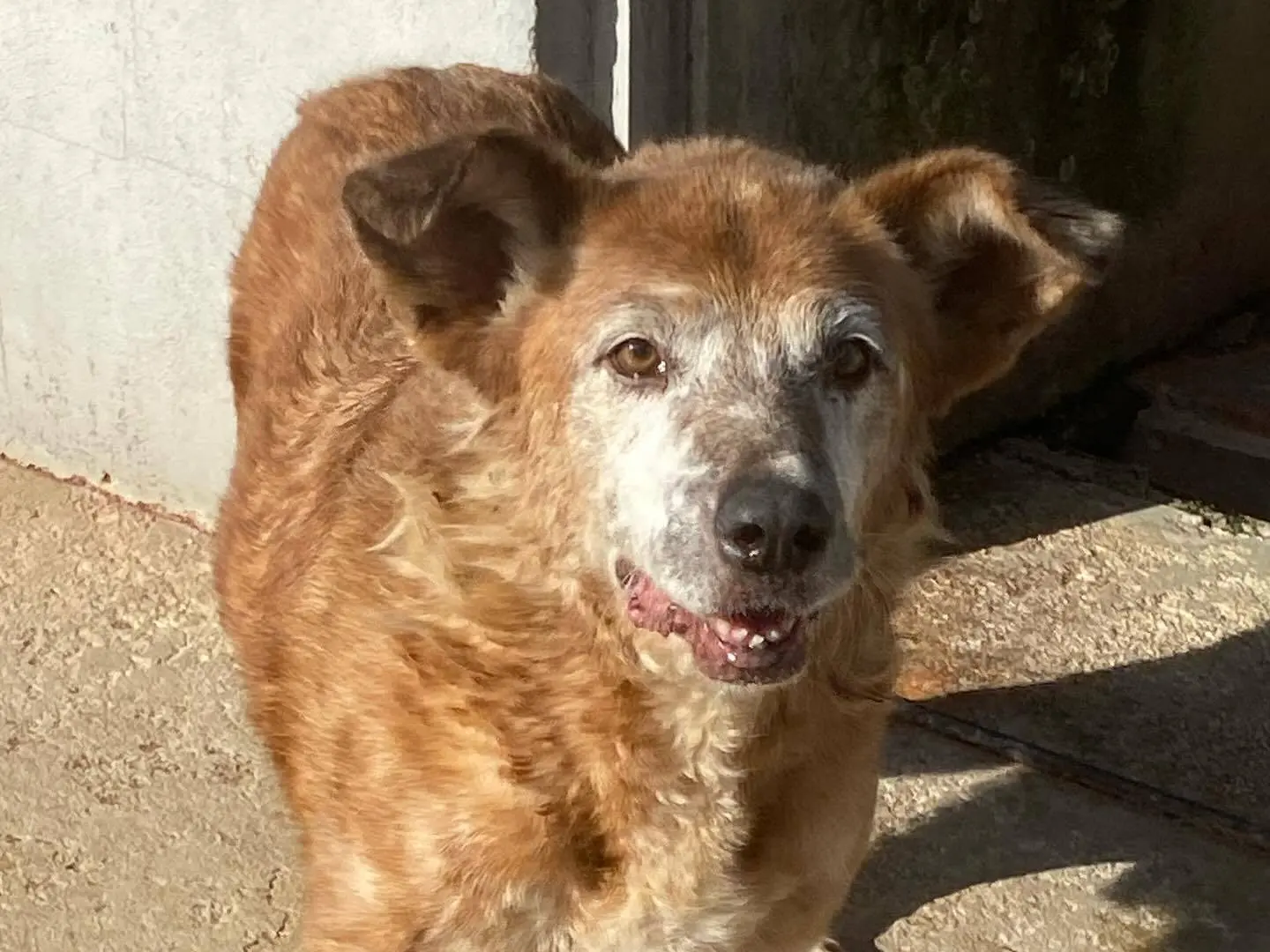 Vuoi adottare un cane a Latina?