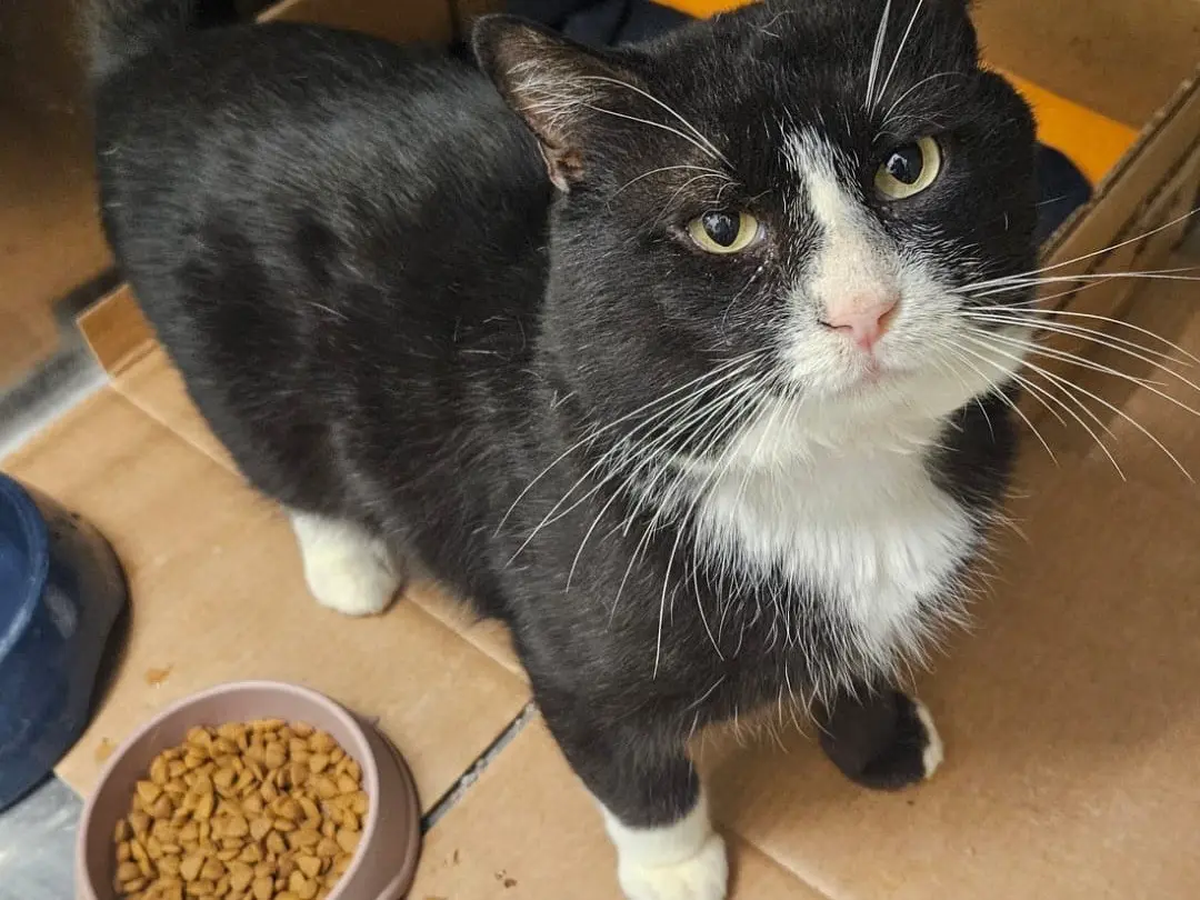 Adozione gatto, maschio, Razza sconosciuta Razza sconosciuta, 5 anni e 11 mesi, taglia non valida, Chieti