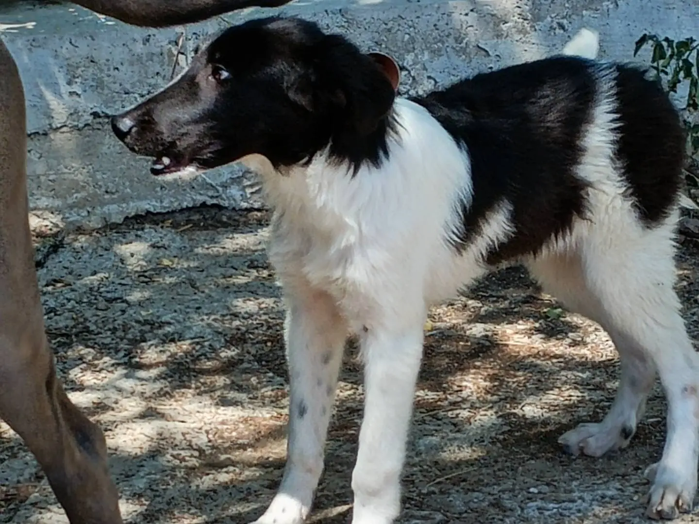 Foto 3 dell'animale
