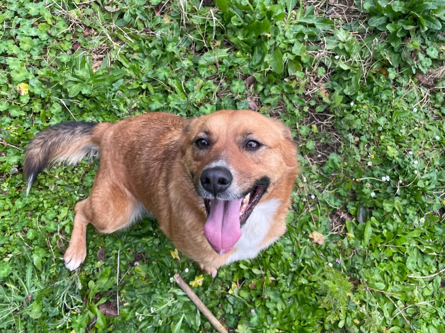 Adozione cane, femmina, Razza sconosciuta Razza sconosciuta, 3 anni e 8 mesi, taglia media contenuta, Latina