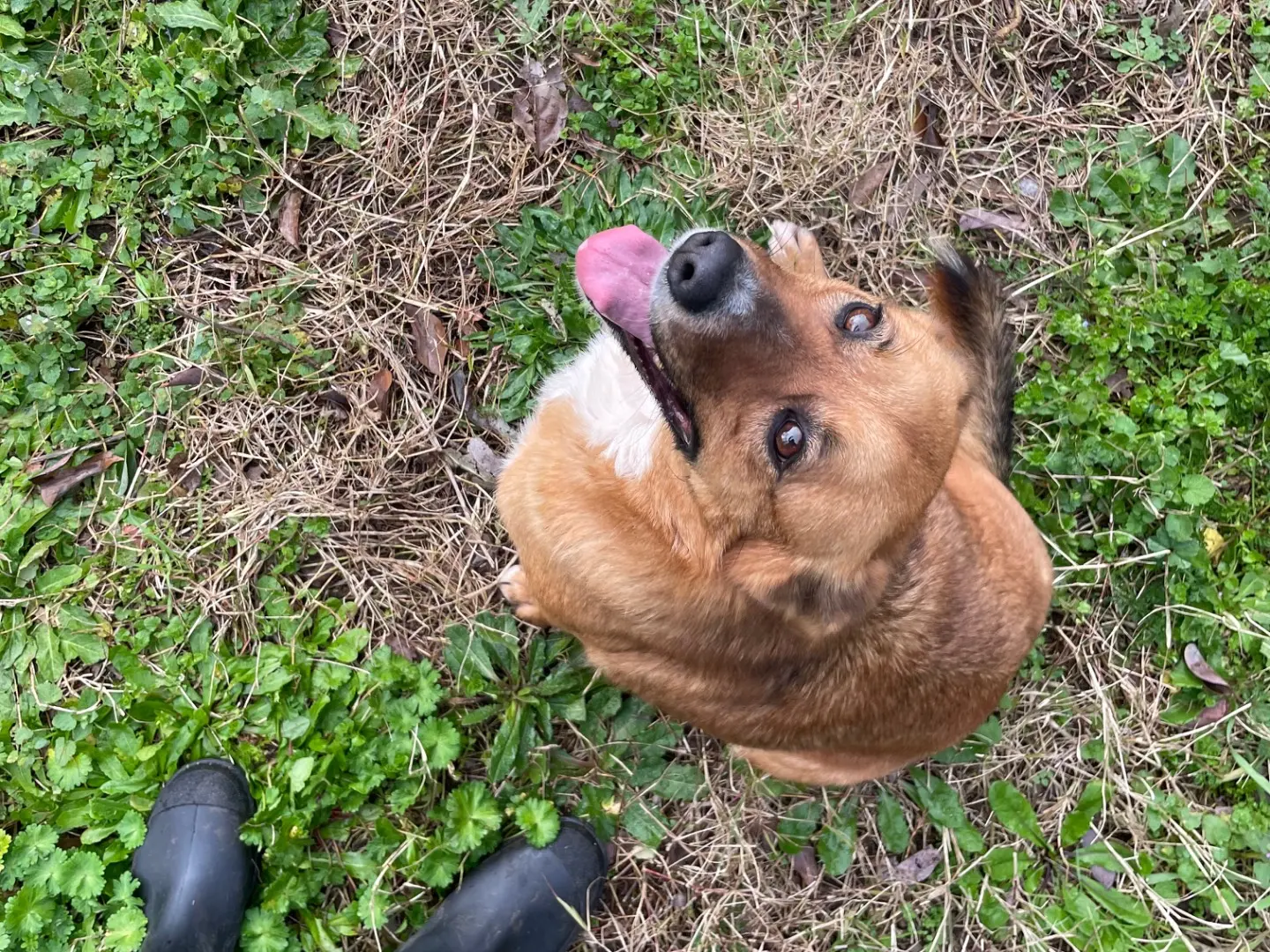 Vuoi adottare un cane a Latina?