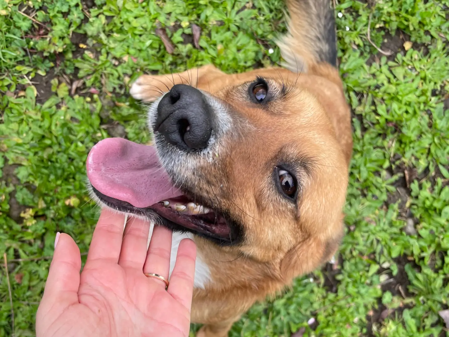 Adotta un cane, femmina, 3 anni e 8 mesi, Latina