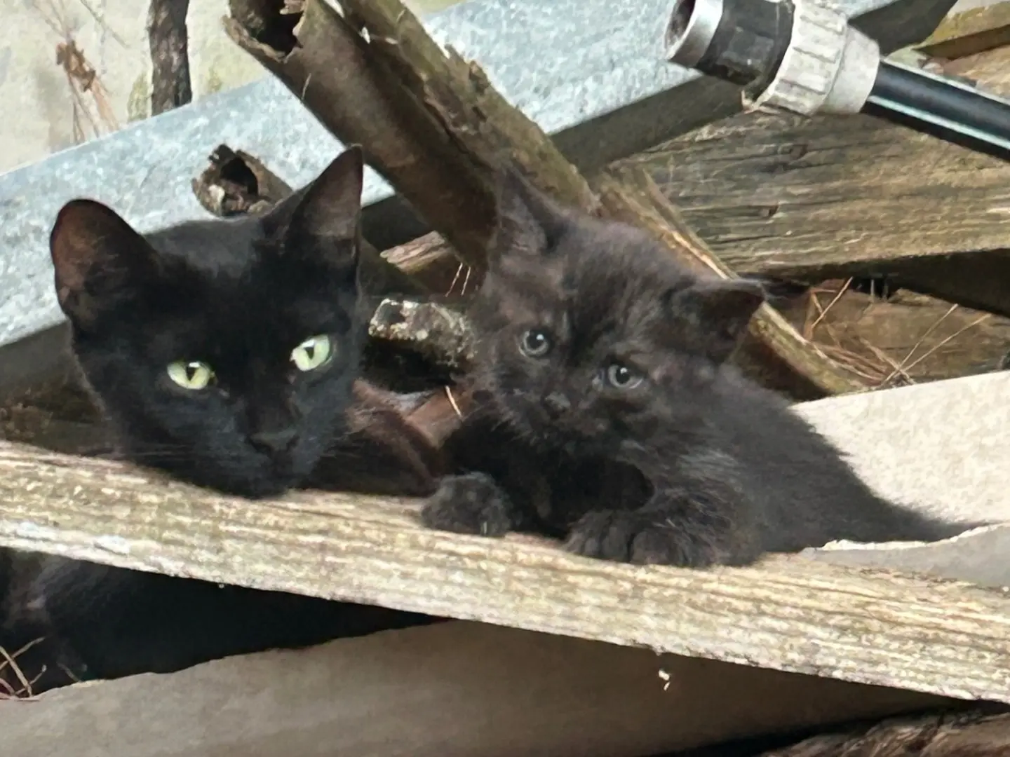 Adozione gatto, maschio, Razza sconosciuta Razza sconosciuta, 5 mesi, taglia non valida, Roma